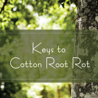 Trees are key 237 Trees are key 237